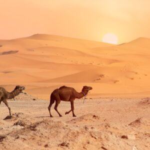 desert, camel, camels-4990324.jpg