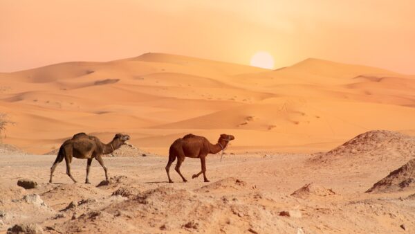 desert, camel, camels-4990324.jpg